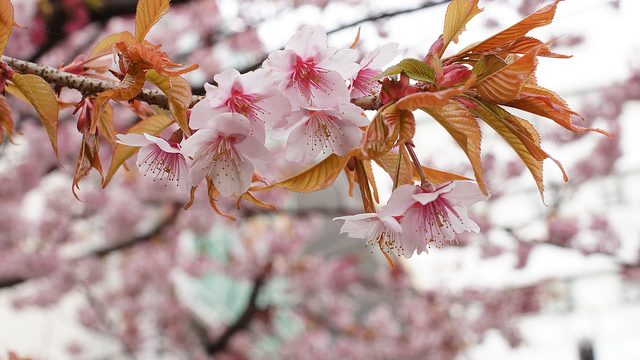 桜が満開!!!綺麗過ぎて時間を忘れて撮影しちゃったぞ！