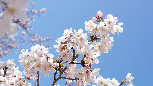 青い空×桜の美しさを切り取った！