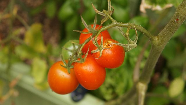 サントリー本気野菜のトマトが、何者かに食い荒らされたぞ･･･! #sun_topi