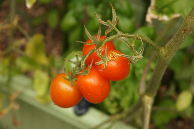 ブロガーイベント サントリー本気野菜 食べてみたい を育てよう トマトの世界 In 六本木農園に行ってきた むねさだブログ
