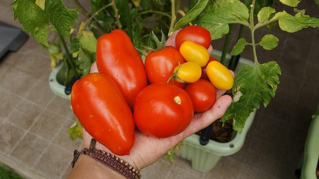 サントリー本気野菜のトマトが収穫期を迎えたぞ！ #sun_topi