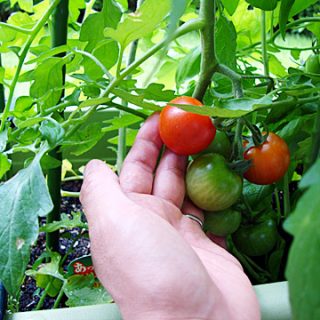 マンションのバルコニーで育てたトマトの初収穫！