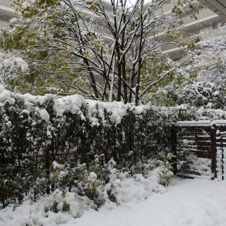 関東で数年ぶりの大雪らしいのでわんぱくに楽しんでみたぞ！