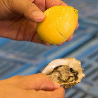 牡蠣養殖に革命を！塩田跡地の綺麗な塩水で育てるから美味い「ファームスズキ」の牡蠣がすごいぞ！ #大崎上島観光PR