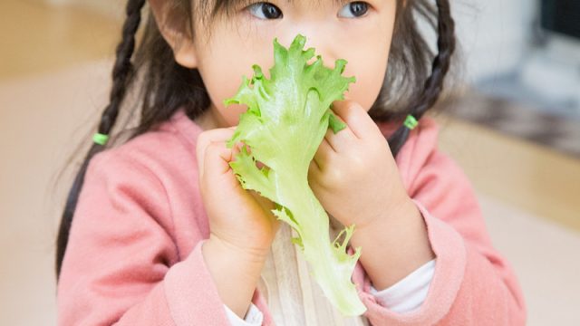 新鮮・清潔・シャッキシャキで甘い！ノーマンのレタス工場のレタスが激ウマだったぞ！