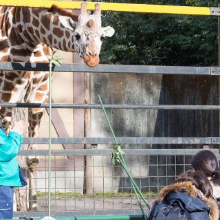 キリンやハイエナにエサやり可能！東京都「羽村市動物公園」は子連れで行きたいぞ！【PR】 #tokyoreporter #tamashima #tokyo #hamura