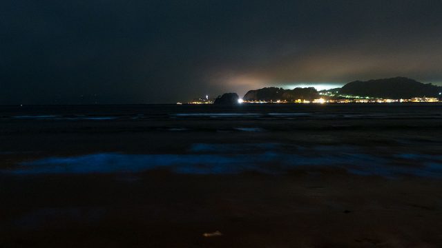 鎌倉の材木座海岸で赤潮発生からの夜光虫が光る夜の海を見てきたぞ！ #鎌倉 #夜光虫
