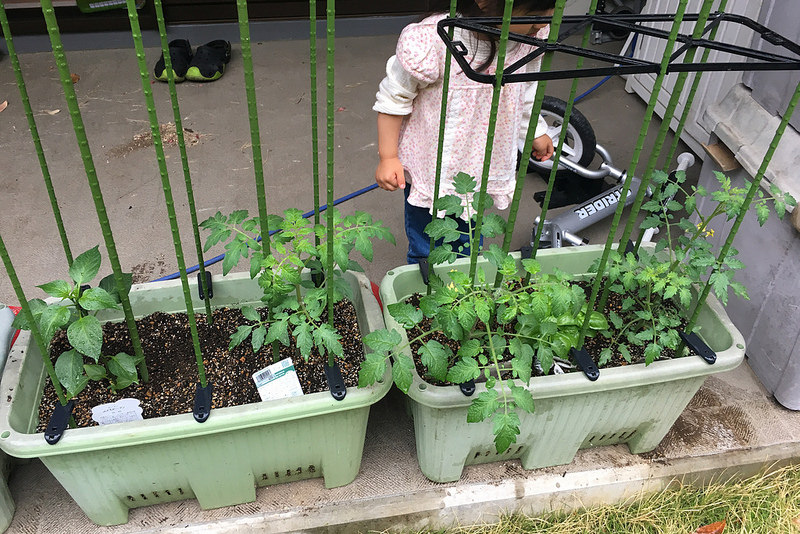 小さい子どもがいるならベランダでトマトの家庭菜園で食育が良いぞ むねさだブログ