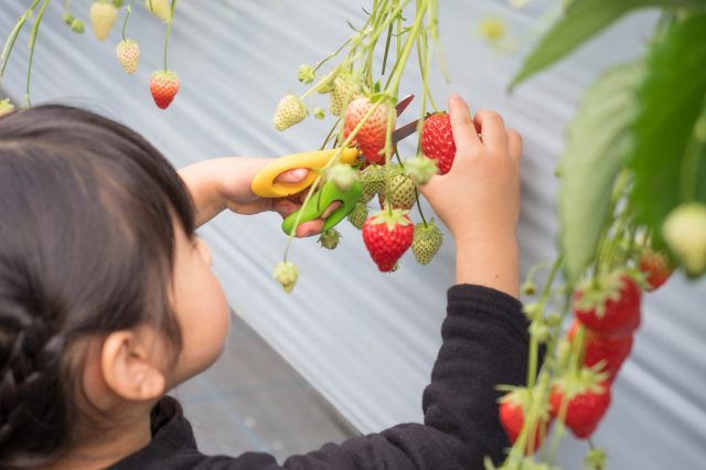 ペットボトルでイチゴ栽培 マンション住まいの人でも作れるので食育に良さそうだぞ むねさだブログ