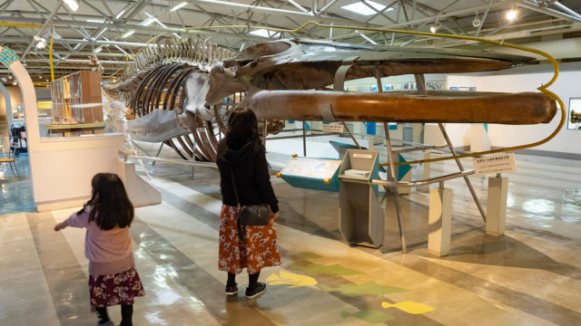海の科学をテーマにした日本唯一の博物館！静岡県の東海大学「海のはくぶつかん」が子連れにオススメだぞ！