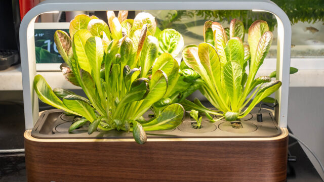 iPhone連携で室内で植物を育てる！IOTプランター「ēdn SmallGarden」がクラファンに登場だぞ！【PR】