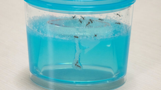 【簡単】夏休みの自由研究にも！アリの巣 飼育観察セットが毎日楽しいぞ！