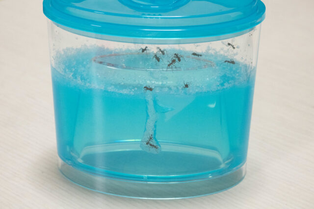 自由研究　アリの巣　観察　飼育セット