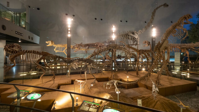 世界三大恐竜博物館の1つ！福井県立恐竜博物館の1階展示室が圧巻だぞ！