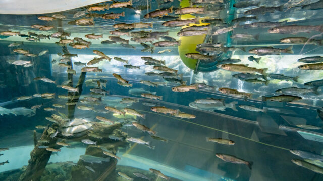 山梨県「森の中の水族館。」は、富士の湧水を使っているから透明度がすごいぞ！